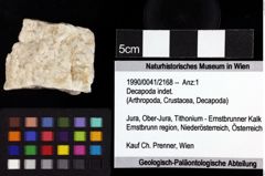 Foto (Objket + Etiketten) von Decapoda indet. 